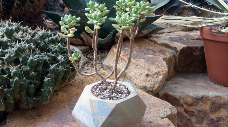 HOW TO CARE ABOUT PLANTS