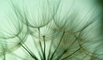 Every Seed Carries a Revolution: Joseph Beuys, Art, and the Quiet Transformation of Society